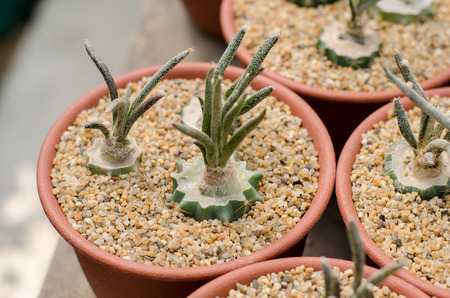 Cactus and succulent in cactus pots in the house plant with sun light flare.の写真素材