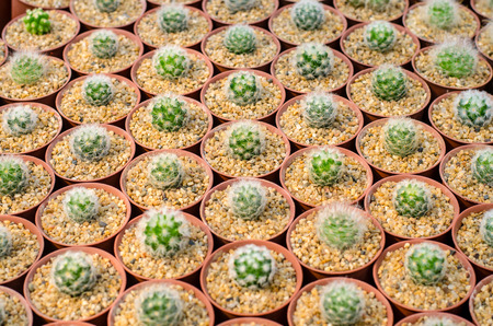 Cactus and succulent in cactus pots in the house plant with sun light flare.の写真素材