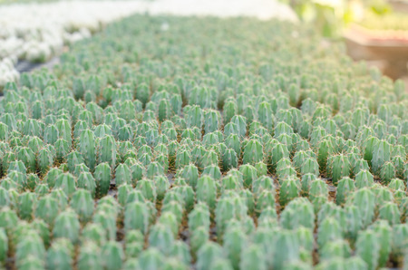 Cactus and succulent in cactus pots in the house plant with sun light flare.の写真素材