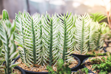 Cactus and succulent in cactus pots in the house plant with sun light flare.の写真素材