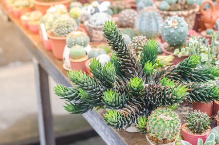Cactus and succulent in cactus pots in the house plant with sun light flare.の写真素材