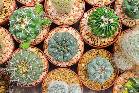Cactus and succulent in cactus pots in the house plant with sun light flare.の写真素材