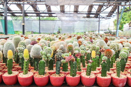 grafted cactus Gymnocalycium in cactus pots in the house plant with sun light flare.の写真素材