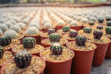 Cactus and succulent in cactus pots in the house plant with sun light flare.の写真素材