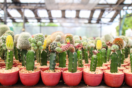 grafted cactus Gymnocalycium in cactus pots in the house plant with sun light flare.の写真素材