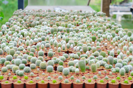 Cactus astrophytum asterias in cactus pots in the house plant with sun light flare.の写真素材