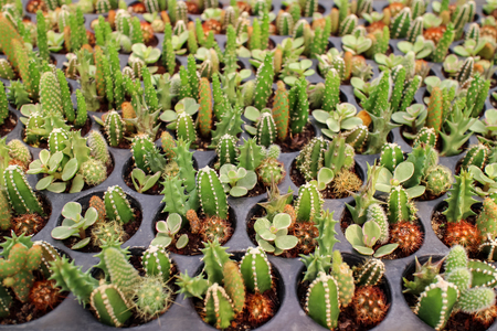 Cactus and succulent in cactus pots in the house plant with sun light flare.の写真素材