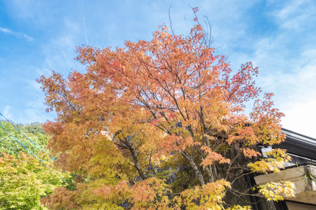 Colorful trees, beautiful red and yellow leaves in Autumn season, Kyushu, Japanの写真素材
