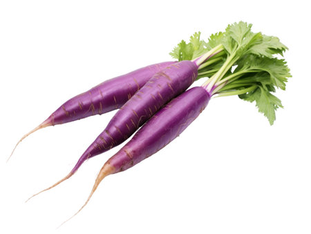 purple carrot isolated on transparent background.fruit and vegetable for food element. food and healthy concept.の素材