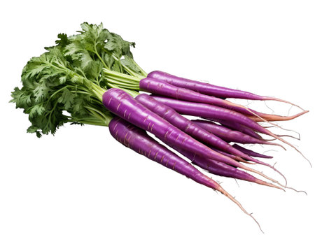purple carrot isolated on transparent background.fruit and vegetable for food element. food and healthy concept.の素材