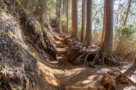 Trekking path of Kintoki mountain in Hakone, Kanagawa,Japan. Trekking and hiking concept.の写真素材