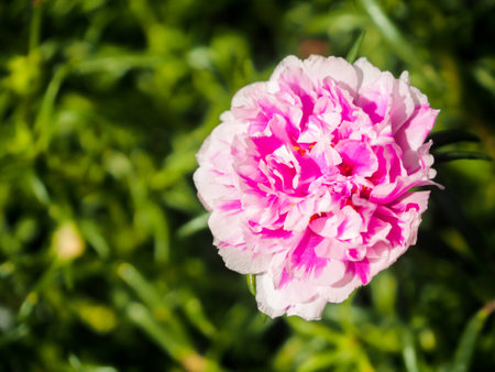 Flowerの写真素材