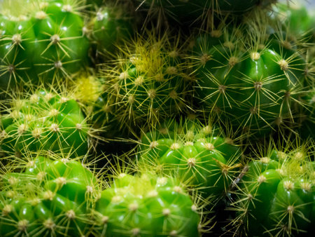 Cactusの写真素材