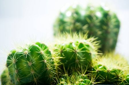 Cactusの写真素材