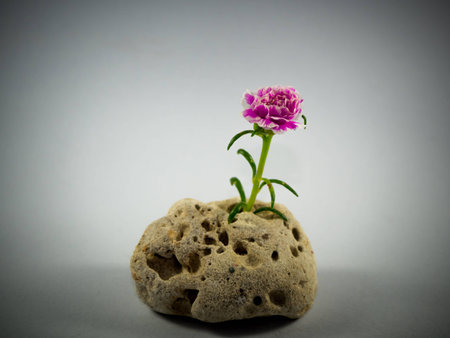 Flower  pinkの写真素材