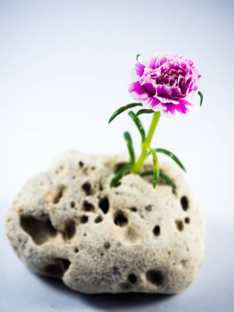 Flower  pinkの写真素材