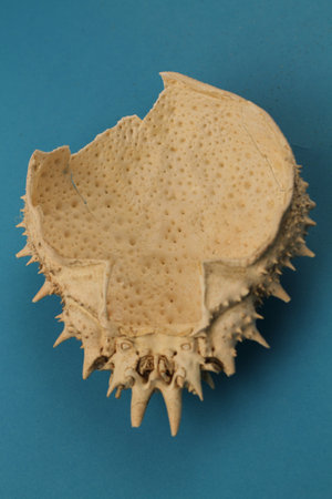 dead crab skeleton of its body placed on a blue background