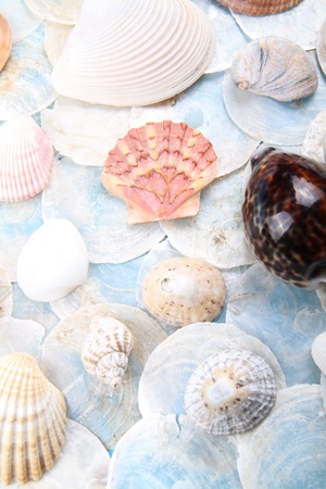 really bright and blue scene of shells compiled togetherの写真素材