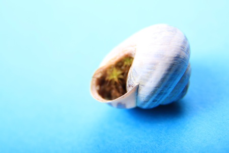 tiny sea shell with an extremly high depth of field, shot with 1.8 aperature for really soft focus.の写真素材