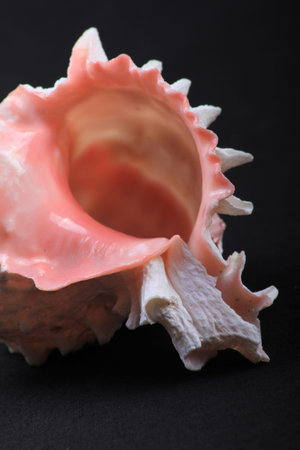 white and pink shell well lit on a black background