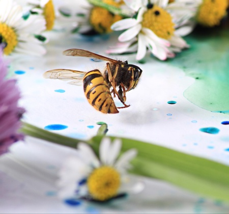 A dead wasp is dead amongst a mess of nature, with natures blood and flowers around it.の写真素材