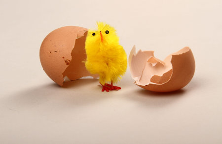 a chick hatching out of a egg for the purpose of easter on a white background 