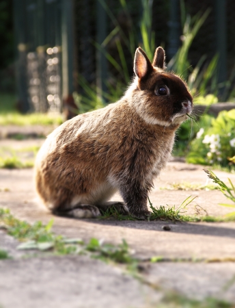 Netherlands Dwarf Rabbit outside in daylight の写真素材
