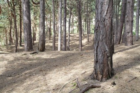 big trunked tree in a forest full of thin trees on a sunny dayの写真素材