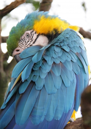 very colourful macaw parrot sitting in a treeの写真素材