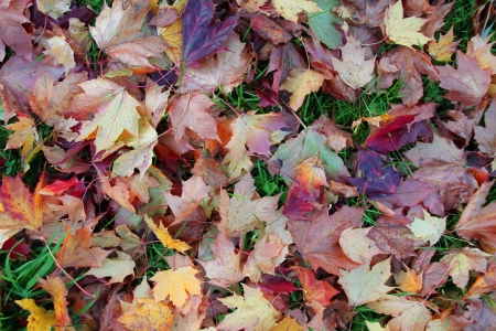 A background texture full of autumn leaves on grassの写真素材