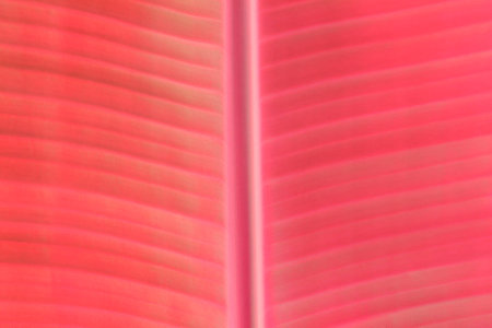 Banana leafの写真素材