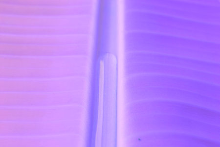 Banana leaf with waterの写真素材