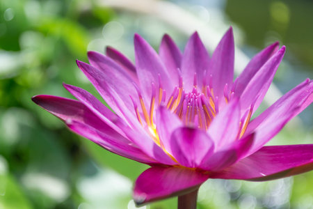 Closeup on lotus petalの写真素材