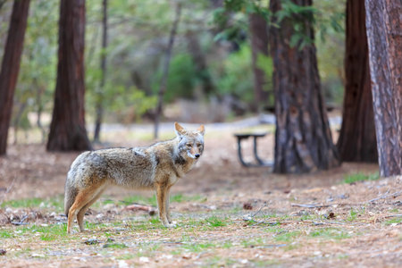 Wolf at Yosemite National Park, California, USA