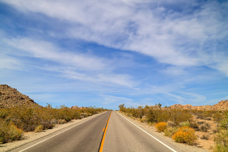 Landscape in Joshua Tree National Park, morning