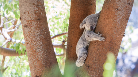 Sleepy koala lying on the tree, daytimeの写真素材