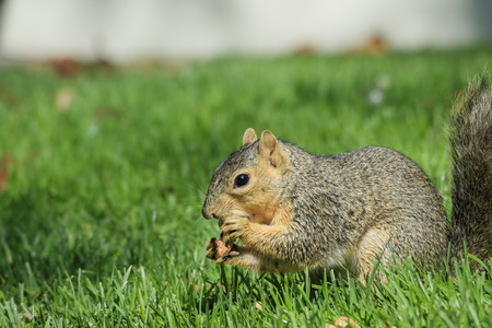 Cute squirrel eating food on groundの写真素材