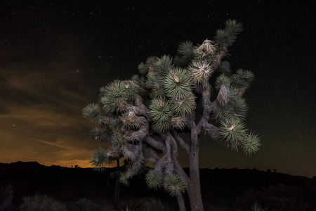Landscape in Joshua Tree National Park, night with starry skyの写真素材