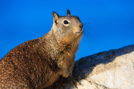 Squirrel at the beautiful 17 mile coastline