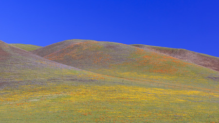 Wild flowers (Poppy) at Antelope Valley, Californiaの写真素材