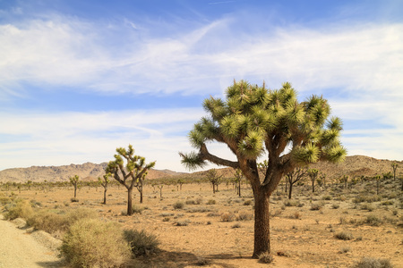 Joshua Tree with flowers in Joshua Tree National Park, morningの写真素材