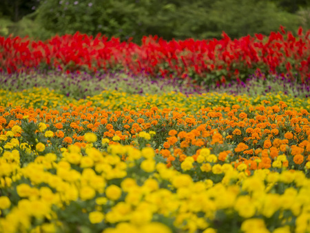 Horizontal stripes flower field in the cloudy day with yellow, orange, red flowersの写真素材
