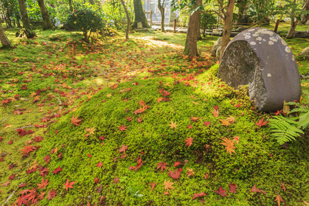 Superb view, fall color at Adashino Nenbutsu-ji, Japan in the autumn around novemberのeditorial素材