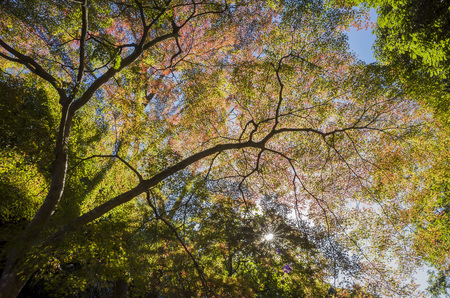 Superb view, fall color at Daigoji temple, Japan in the autumn around novemberのeditorial素材