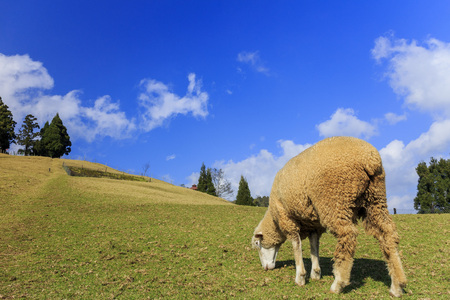 Sheep and grasses field at Chingjing, Taiwan on a sunny dayの写真素材