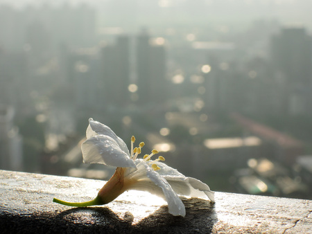 Vernicia fordii flower with backlight around sunset time in Taipei, Taiwanの写真素材