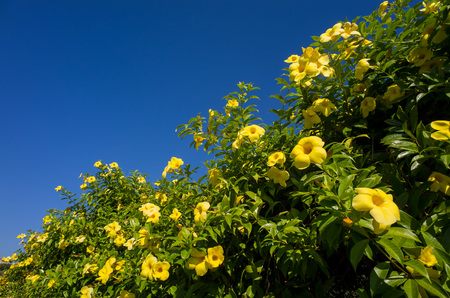 Plumeria obtusa blossom with blue sky at New Taipei Cityの写真素材