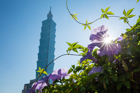 A purple morning-gloryat backlight with the famous 101 at Taipei, Taiwanの写真素材