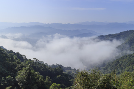 Beautiful tea garden with cloud sea at Shihting, New Taipei City, Taiwanの写真素材