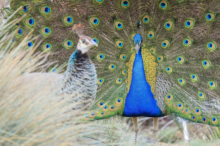 Beautiful peacock walking around at Los Angeles County Arboretum & Botanic Gardenの写真素材